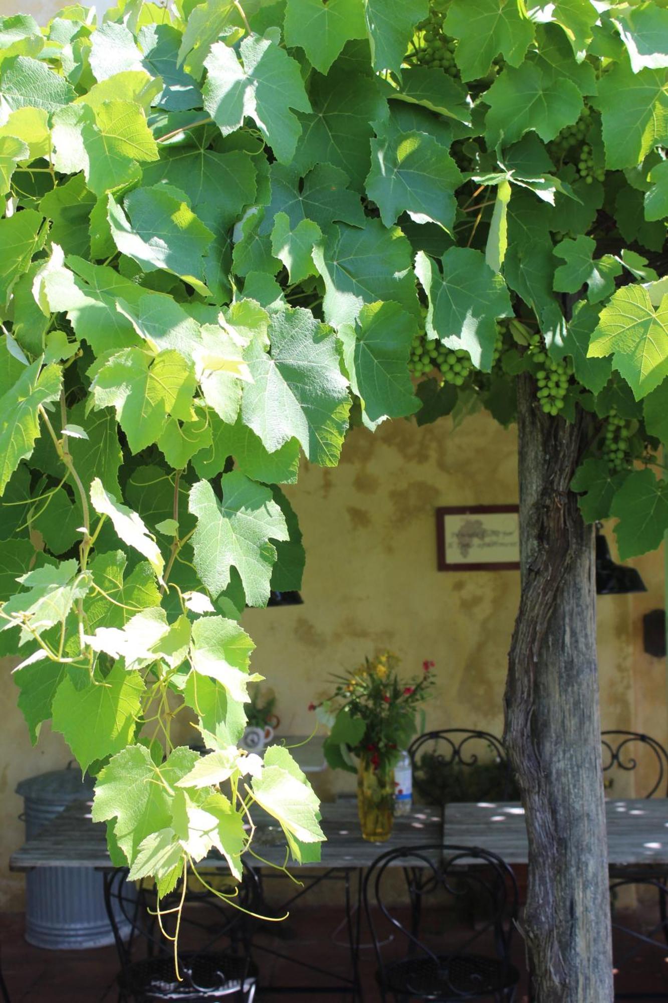 Azienda Agricola Fabbrica Di San Martino