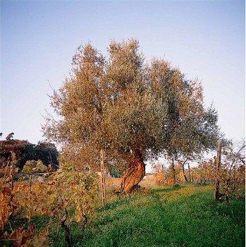 Azienda Agricola Fabbrica Di San Martino Landhuis *